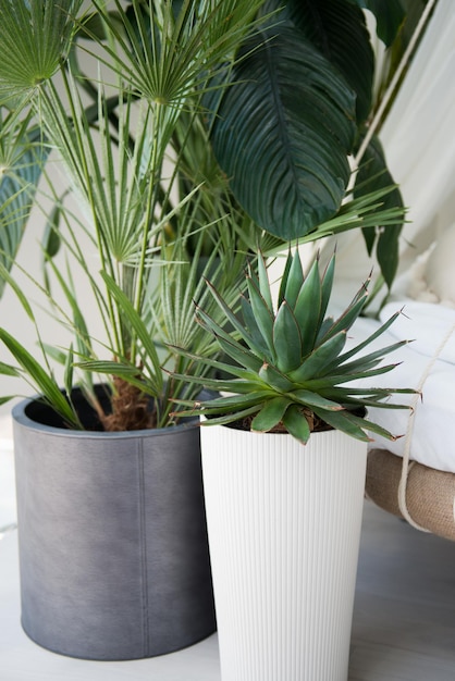 Agave in a pot, home decor.