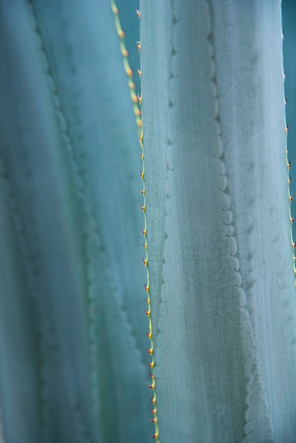 Agave tequila plant - Blue agave landscape fields in Jalisco, Mexico