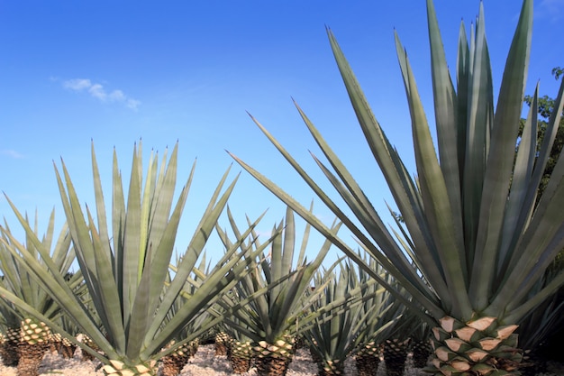 Agave tequilana plant for Mexican tequila liquor