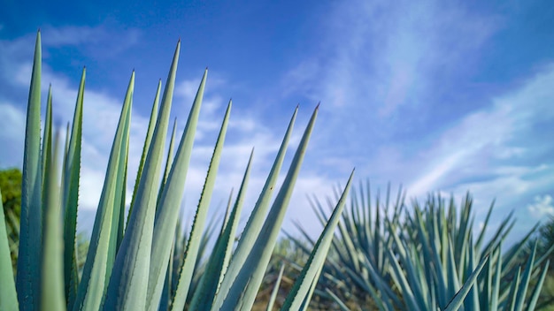 Agaves