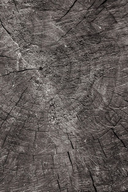 Photo age rings. the flow of time. sawn trunk. old tree. wood texture. old tree.