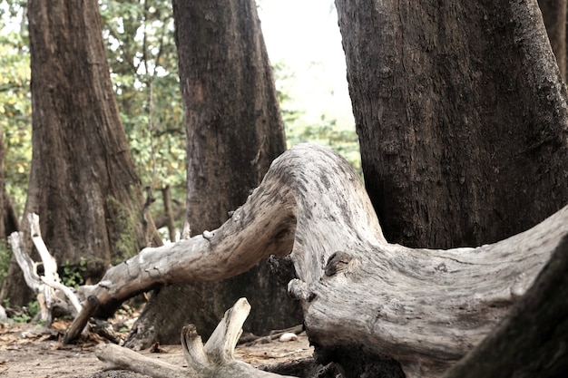 Aged Pine Wood Forest against Wind from Ocean beach, abstract look bark, brach and tree body, Evergreen Casuarina equisetifolia. High Key exposure black and white concept