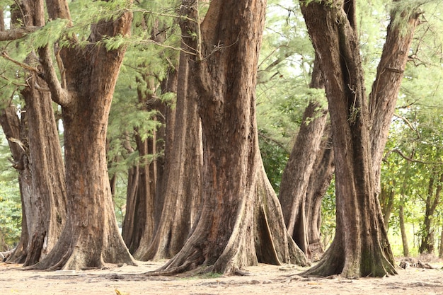 Aged Pine Wood Forest against Wind from Ocean beach, abstract look bark, brach and tree body, Evergreen Casuarina equisetifolia.