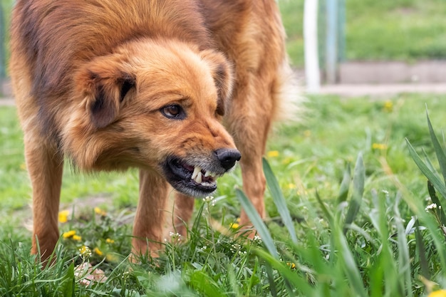 Aggressive dog barks baring teeth Dangerous Angry Dog