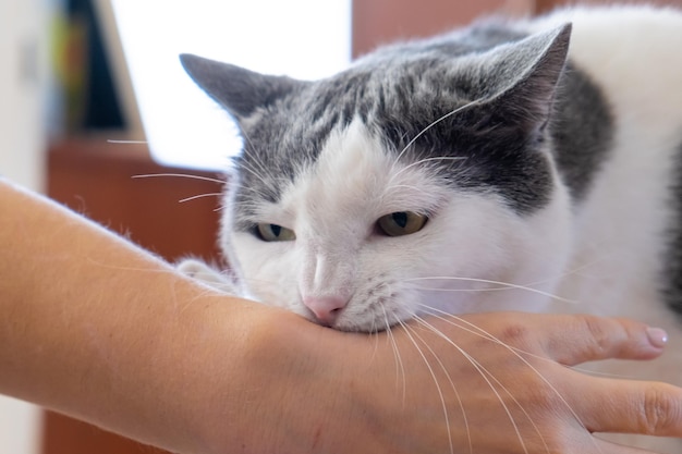 Aggressive grey white cat attacking biting human hand playing with pet