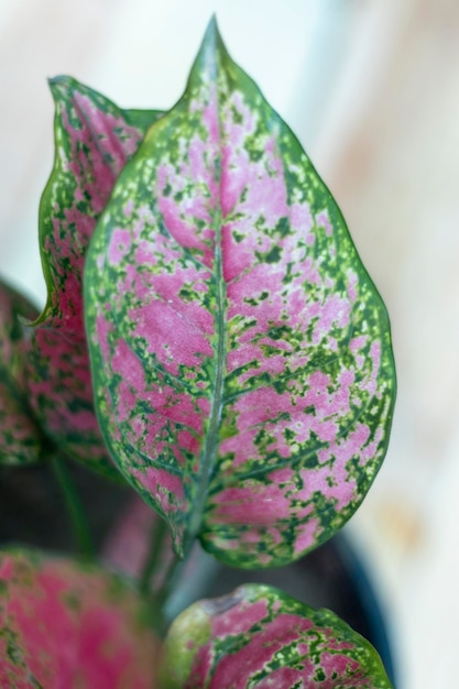 Aglaonema pink plant39s leaf with blur background