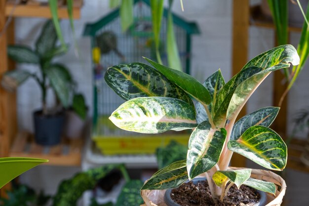 Photo aglaonema on the table for transplanting and caring for domestic plants in the interior of a green house with potted plants