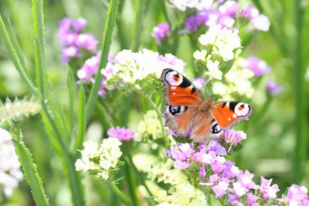 Agraulis vanillae frilled butterfly on flowers summer in field colorful butterfly fritillary