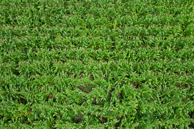 Agricultural area flowering green corn fields of farmer aerial top view in Thailand 