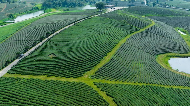 Agricultural area of green tea plantation on the mountain north of chiang rai thailand