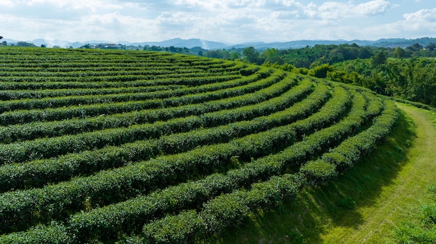 Agricultural area of green tea plantation on the mountain north of chiang rai thailand