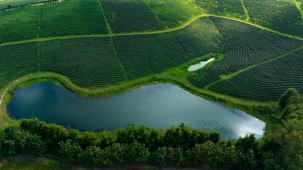 agricultural area of green tea plantation and pond on the mountain valley