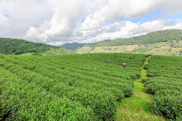 Agricultural area 