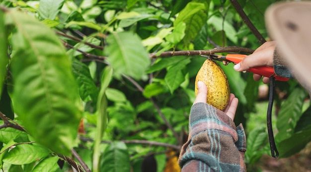 agricultural cocoa farmer use pruning shears to cut the cocoa pods from the cacao tree