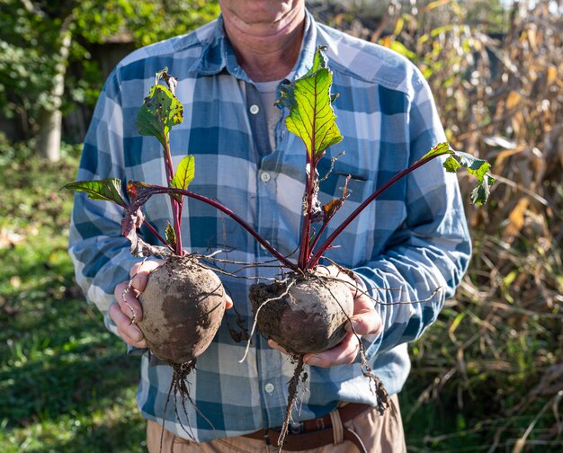 Agricultural concept. Farmer holding fresh beet root. Organic vegetables harvest