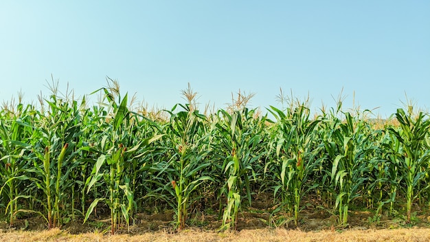 Agricultural corn in sunny day