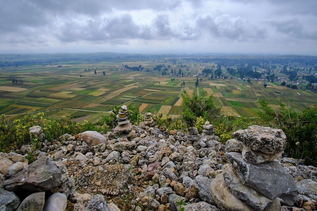 Agricultural crops