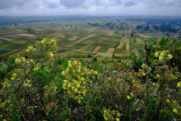 Agricultural crops