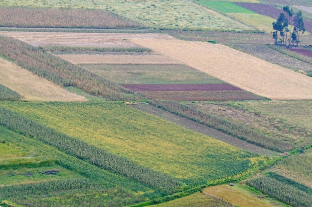 Agricultural crops