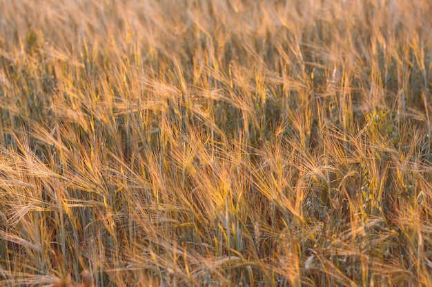 Agricultural field of barley. Rich harvest concept.