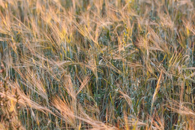 Agricultural field of rye. Rich harvest concept.