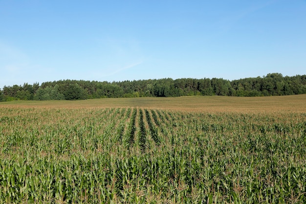 Agricultural field in summer, which grows green immature maize