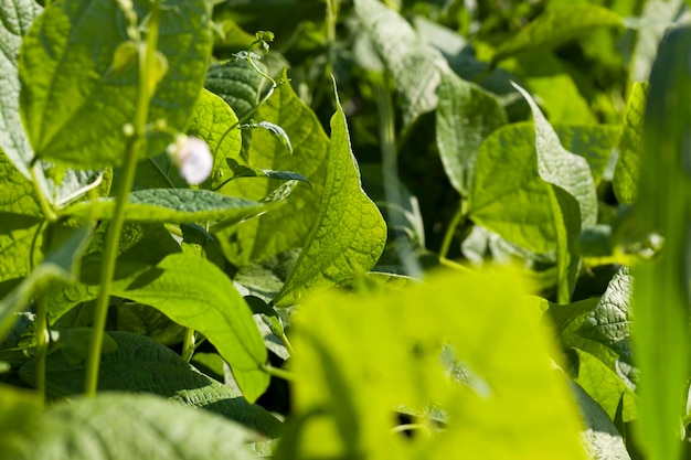 An agricultural field where beans are grown