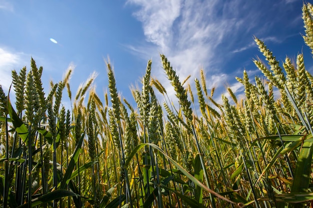 An agricultural field where cereal wheat is grown