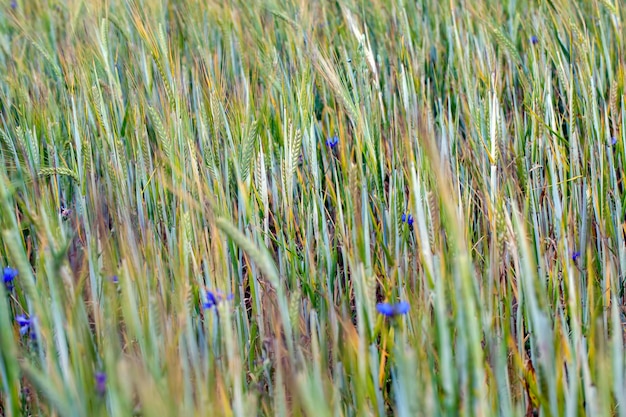 An agricultural field where cereal wheat is grown