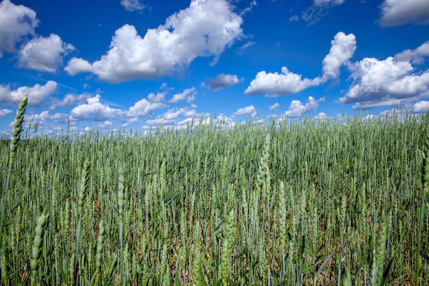 Agricultural field where cereal wheat is grown