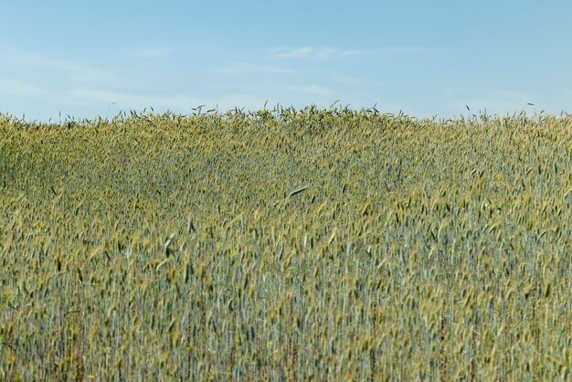 An agricultural field where cereals are grown to harvest grain