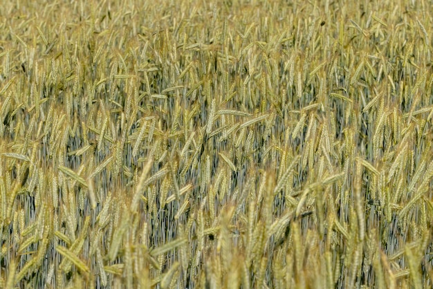 An agricultural field where cereals are grown to harvest grain