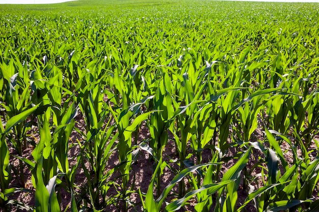 An agricultural field where a corn crop grows