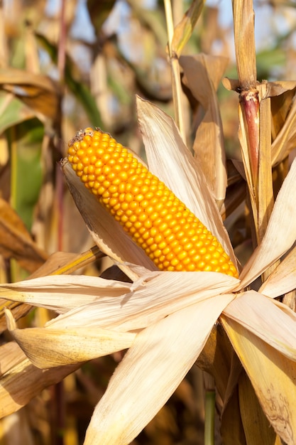 Agricultural field where corn is grown, corn is ripe, cobs with seeds, but began to become covered with mold and fungus, lost crop, close up