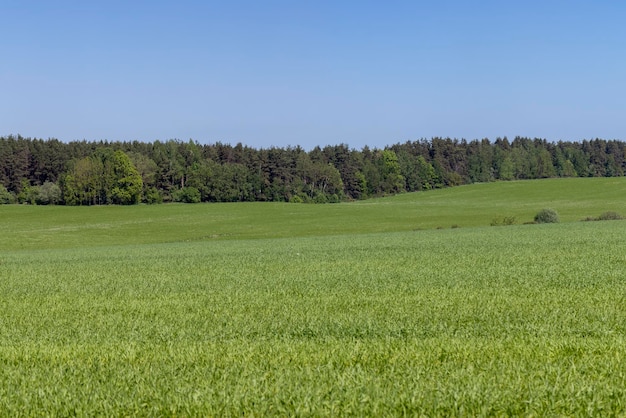 An agricultural field where green cereals grow