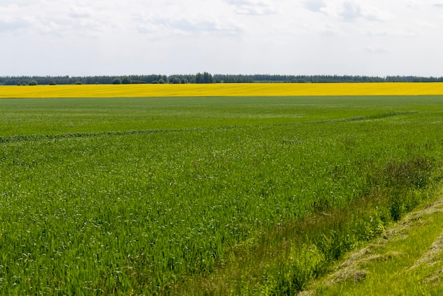 An agricultural field where green cereals grow