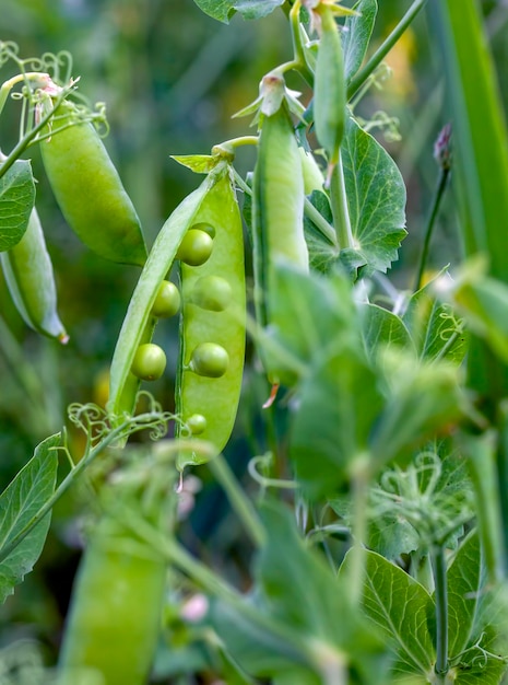 Agricultural field where green peas are grown