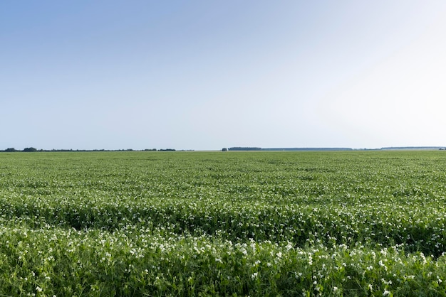 An agricultural field where green peas grow during flowering