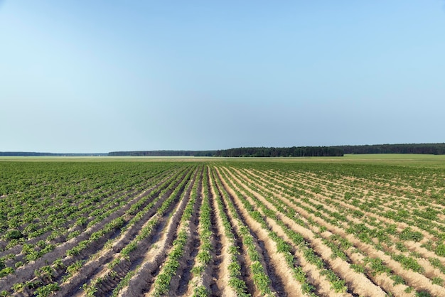 An agricultural field where green potatoes grow