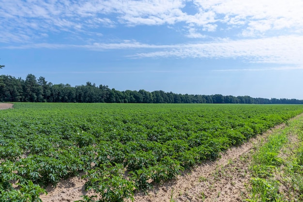 An agricultural field where green potatoes grow