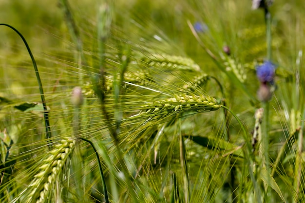 Agricultural field where green unripe wheat grows