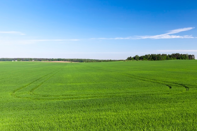 Agricultural field where green wheat grows, agriculture for obtaining grain crops, wheat is young and still immature, landscape of agricultural wheat crops