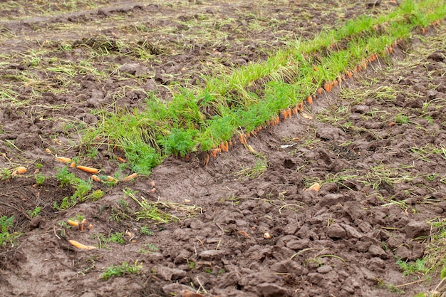 An agricultural field where a large number of carrots grow