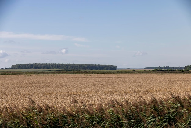 an agricultural field where ripe wheat grows a field with golden dry wheat that is already ripe