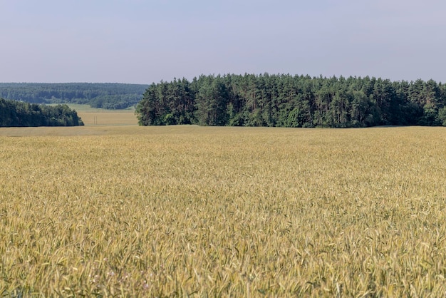 An agricultural field where ripening cereal wheat grows a cereal field with yellowing wheat plants