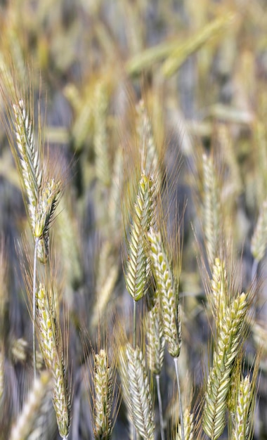 An agricultural field where ripening cereals grow