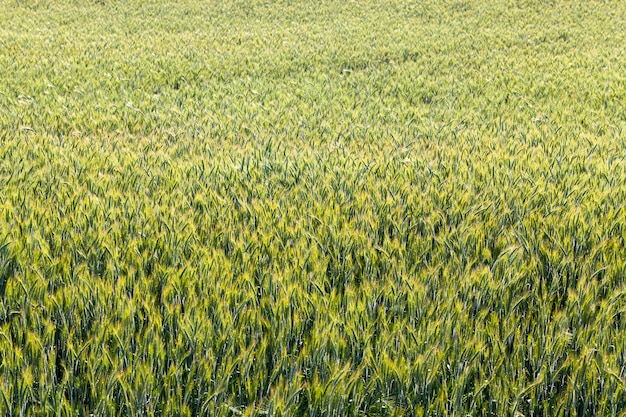 An agricultural field where rye is grown