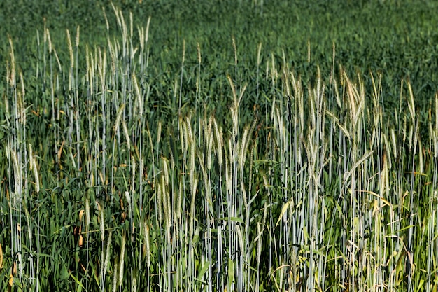 An agricultural field where rye is grown