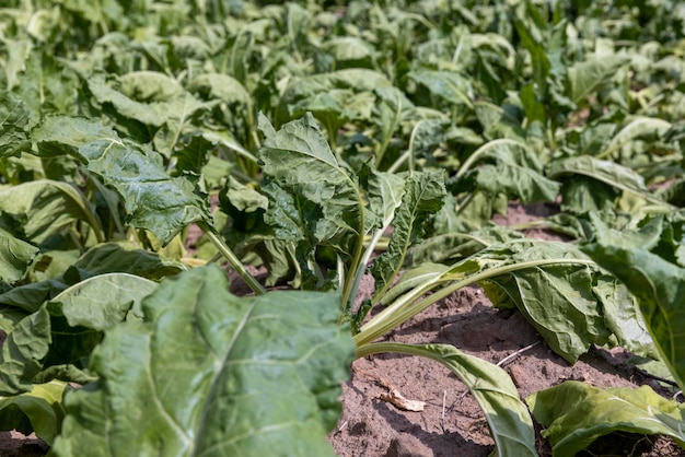 Agricultural field where sugar beet grows