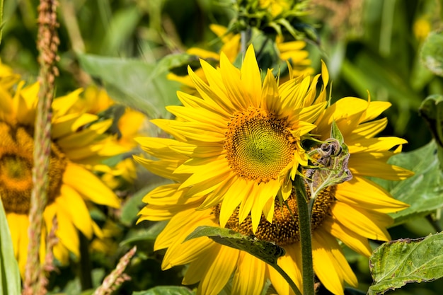 Agricultural field where  sunflowers are grown